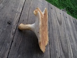 Polyporus tuberaster image