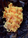 Ramaria formosa image