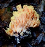 Ramaria formosa image