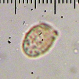 Ramaria formosa image