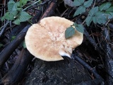 Polyporus tuberaster image