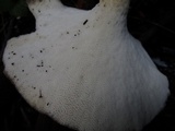 Polyporus tuberaster image