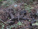 Polyporus tuberaster image