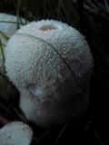 Lycoperdon curtisii image