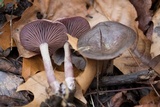 Pseudoomphalina cokeri image