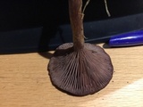 Pseudoomphalina cokeri image