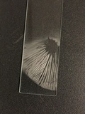 Pseudoomphalina cokeri image