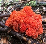 Ramaria stuntzii image