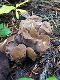 Gomphus clavatus image