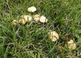 Marasmius oreades image