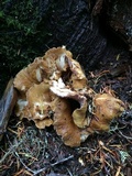 Gomphus clavatus image