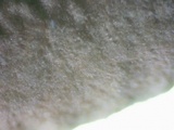 Steccherinum subrawakense image