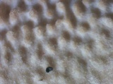 Steccherinum subrawakense image