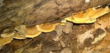 Steccherinum subrawakense image