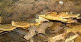 Steccherinum subrawakense image