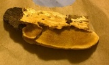 Steccherinum subrawakense image