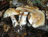Cortinarius albofragrans image