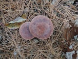 Lactarius rufus image