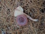 Lactarius rufus image