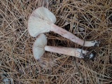 Lactarius rufus image