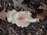 Entoloma albidum image