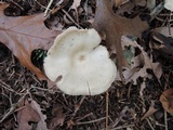 Entoloma albidum image