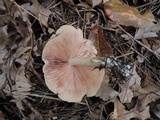 Entoloma albidum image