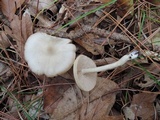 Entoloma albidum image