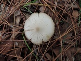 Entoloma albidum image
