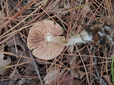 Entoloma albidum image
