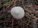 Entoloma albidum image