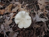 Entoloma albidum image