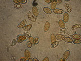 Inocybe sororia image