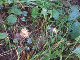 Inocybe sororia image