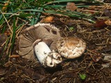 Agaricus fuscovelatus image