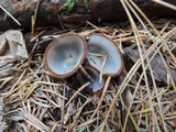 Humaria hemisphaerica image