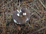 Russula xerampelina image