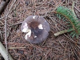 Russula xerampelina image