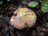 Imperator rhodopurpureus image