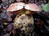 Imperator rhodopurpureus image