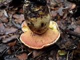 Imperator rhodopurpureus image