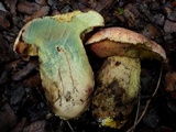 Imperator rhodopurpureus image