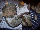 Hypomyces lateritius image