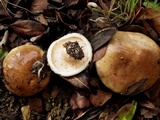 Suillus bellinii image