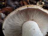 Hebeloma sinapizans image