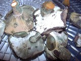 Hypomyces lateritius image