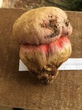Rubroboletus eastwoodiae image
