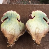 Rubroboletus eastwoodiae image