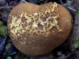 Scleroderma verrucosum image