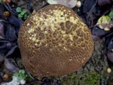 Scleroderma verrucosum image